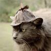 CatWithHat